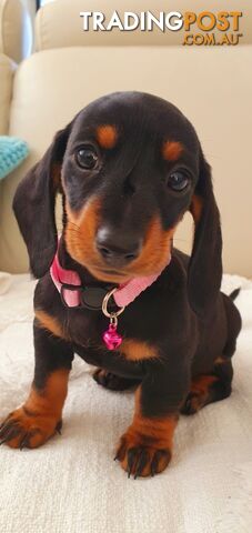 PURE MINI DACHSHUND