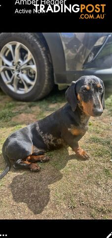 PURE MINI DACHSHUND