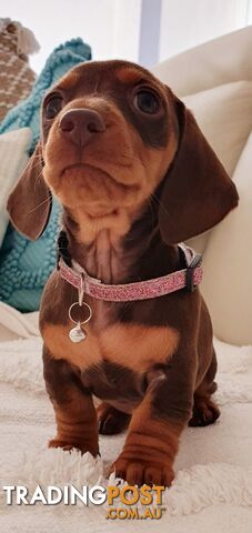 PURE MINI DACHSHUND