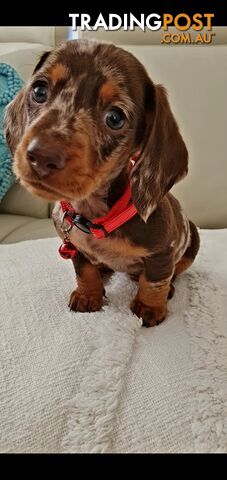 PURE MINI DACHSHUND