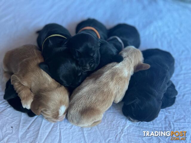 cocker spaniel puppy pedigree