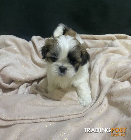 Shihtzu Maltese puppies