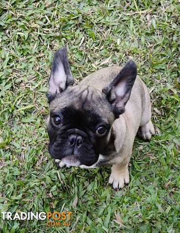 French Bulldog Purebred Puppies