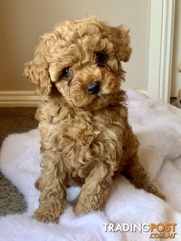 F2 miniature cavoodle puppies