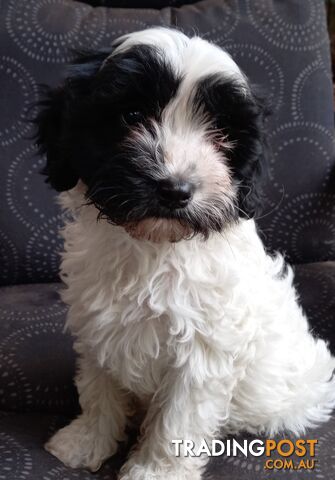 CAVOODLE PUPPY- Last little girl - DNA clear