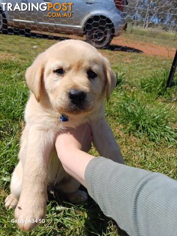 Pure breed labradors