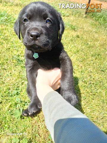 Pure breed labradors