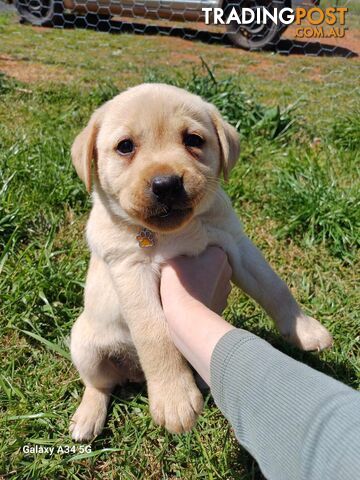 Pure breed labradors