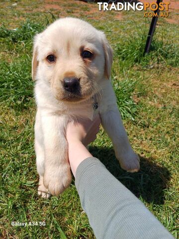 Pure breed labradors