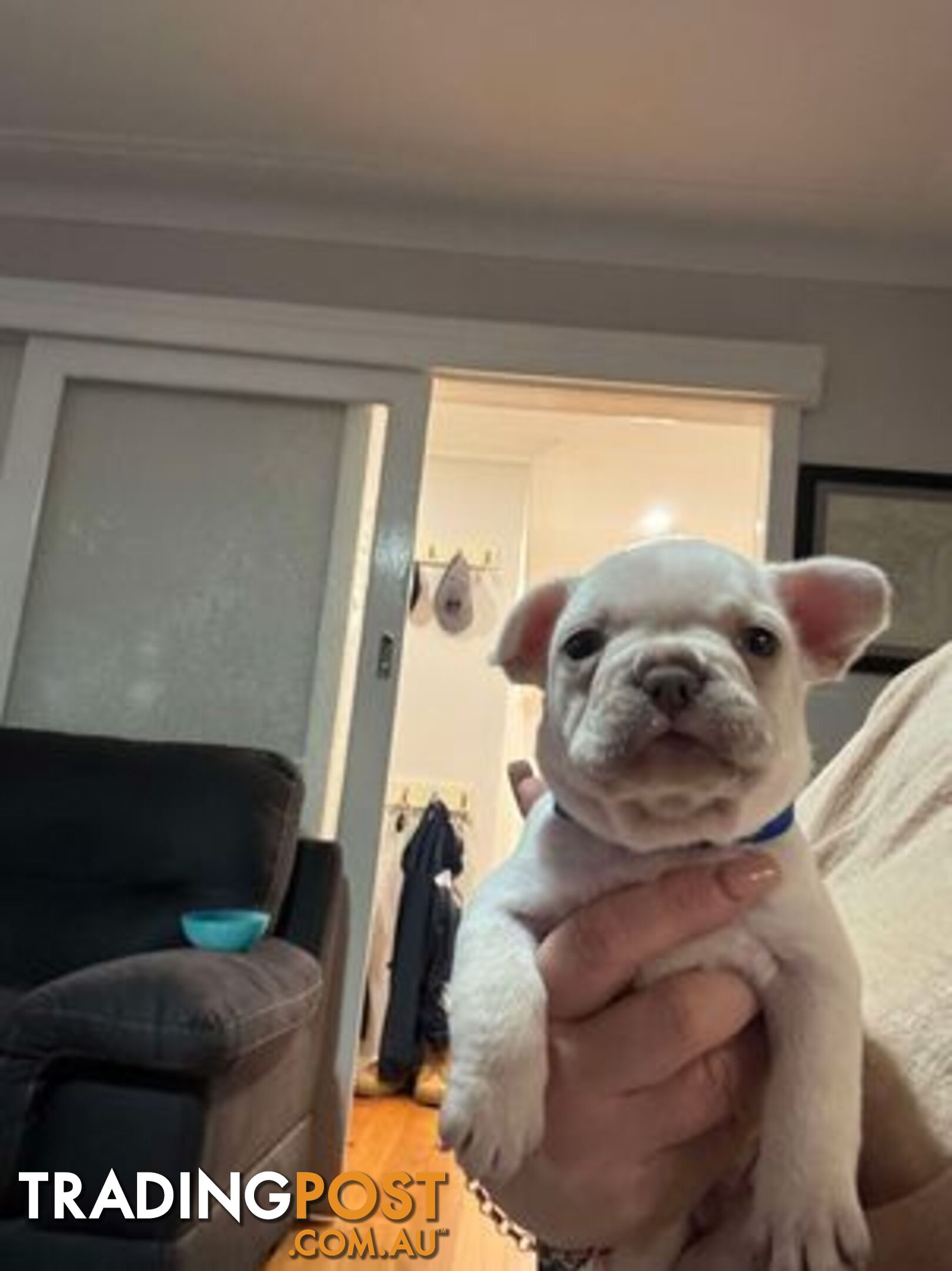 Platinum French Bulldog puppies