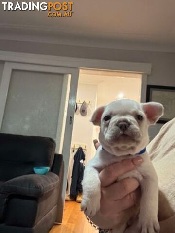 Platinum French Bulldog puppies