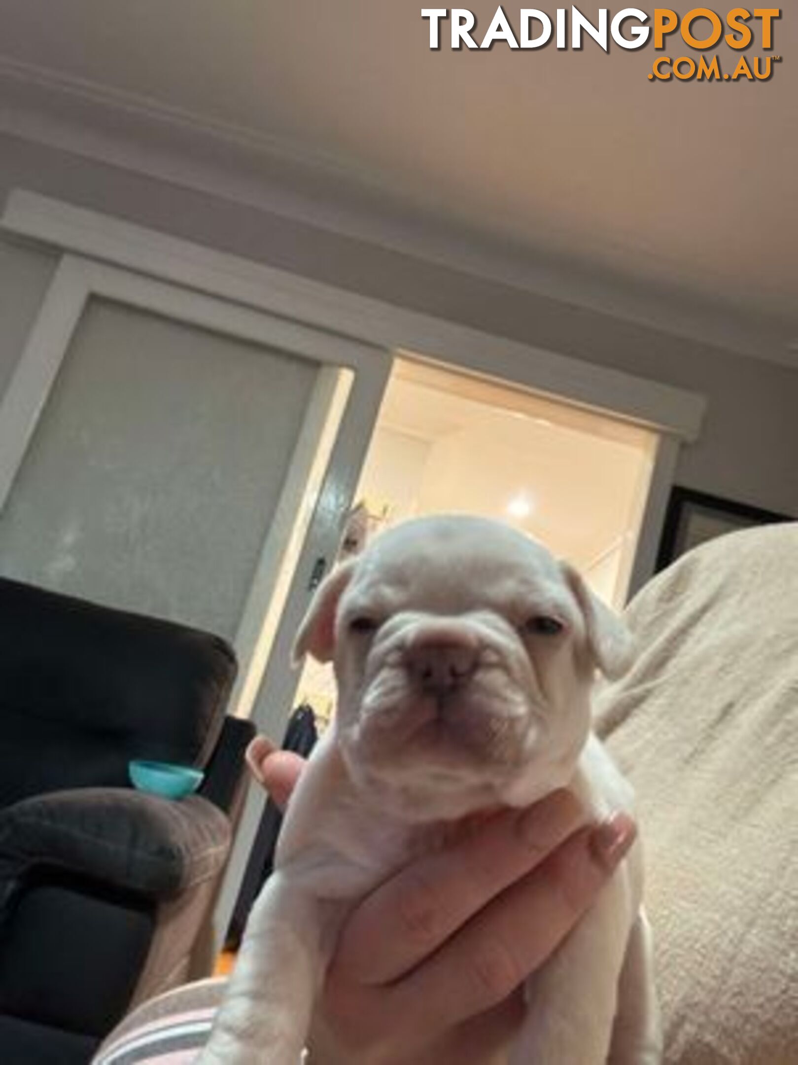 Platinum French Bulldog puppies