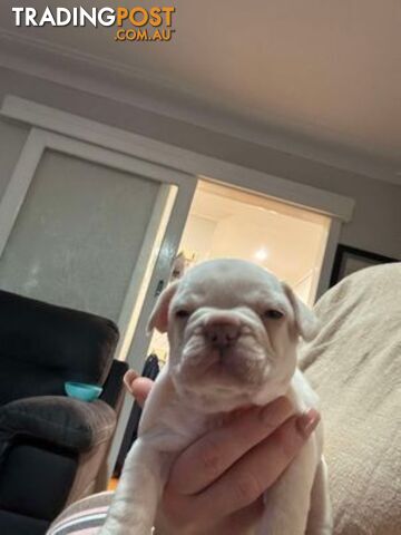 Platinum French Bulldog puppies