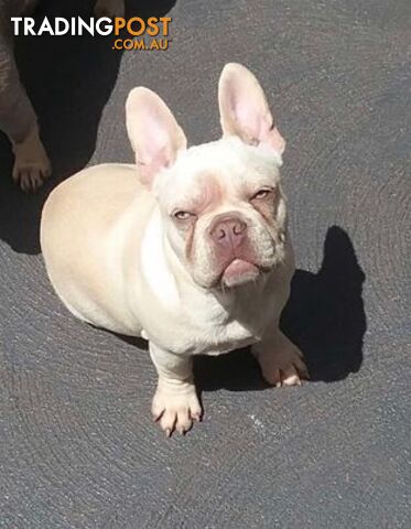 Platinum French Bulldog puppies