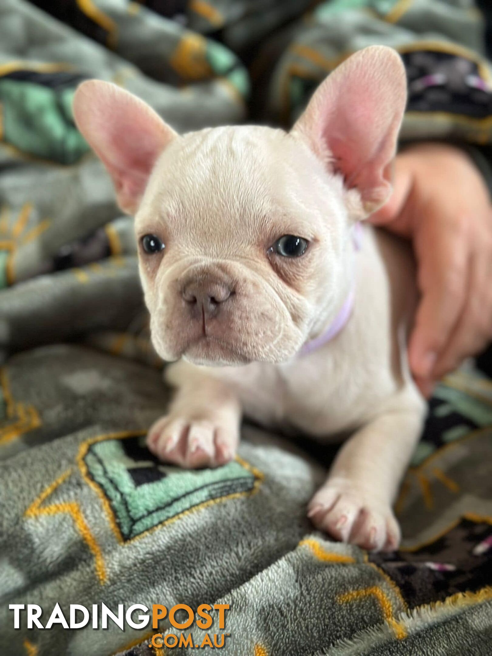 Platinum French Bulldog puppies