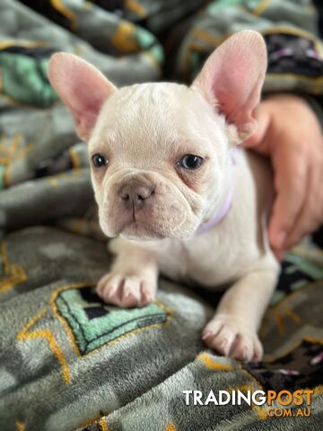 Platinum French Bulldog puppies