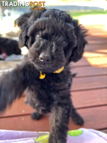 Toy Cavoodle Pups