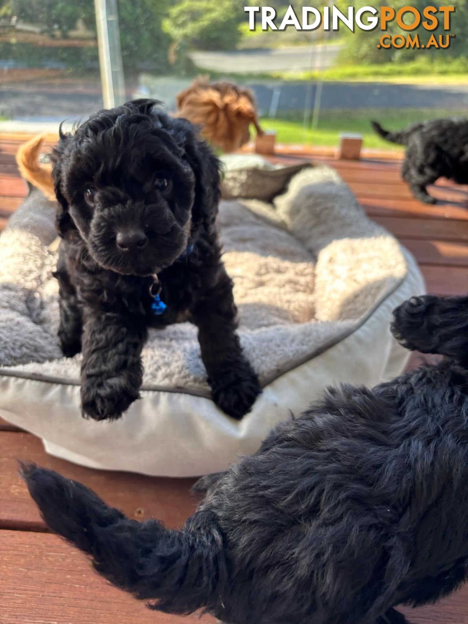 Toy Cavoodle Pups