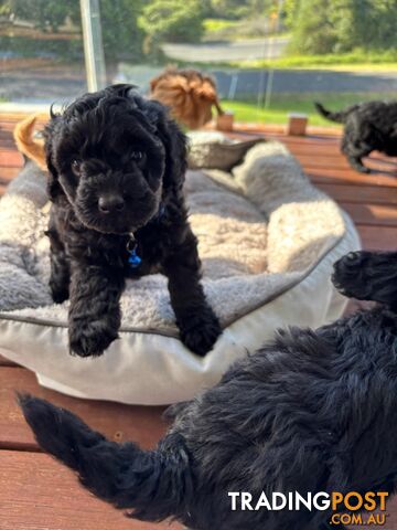 Toy Cavoodle Pups