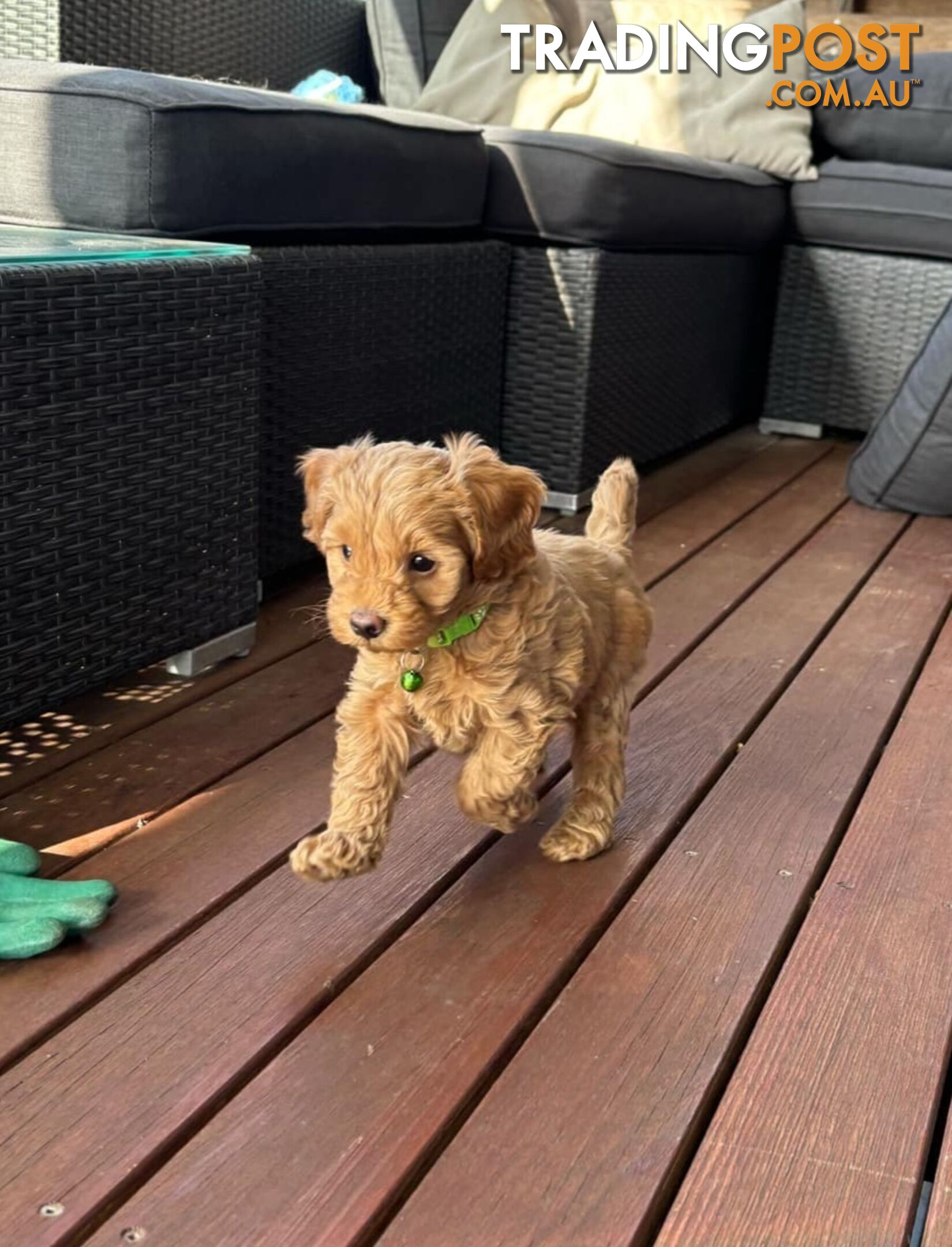 Toy Cavoodle Pups