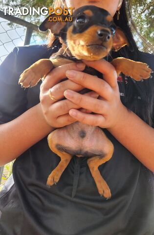 Miniature Pinscher Puppies