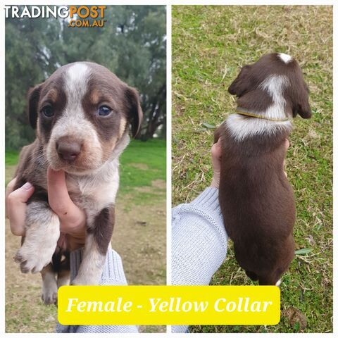 Border Collie x Koolie