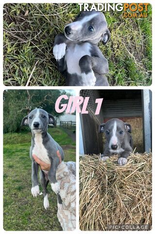 Whippet pups for sale