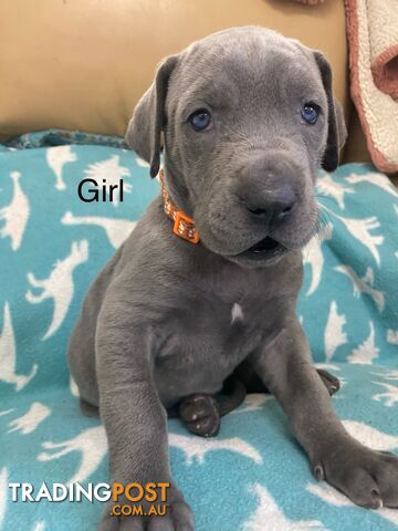 Blue Great Dane puppies