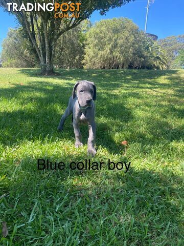 Blue Great Dane puppies