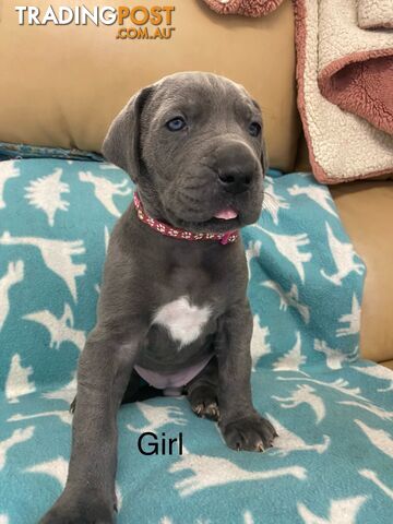 Blue Great Dane puppies