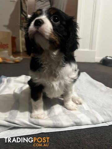 Purebred Kings Charles  Cavalier puppies