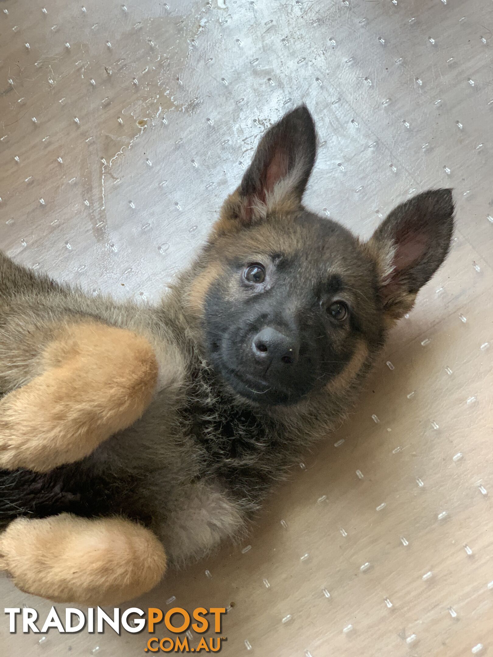 7 beautiful sable/black and tan puppies to new home