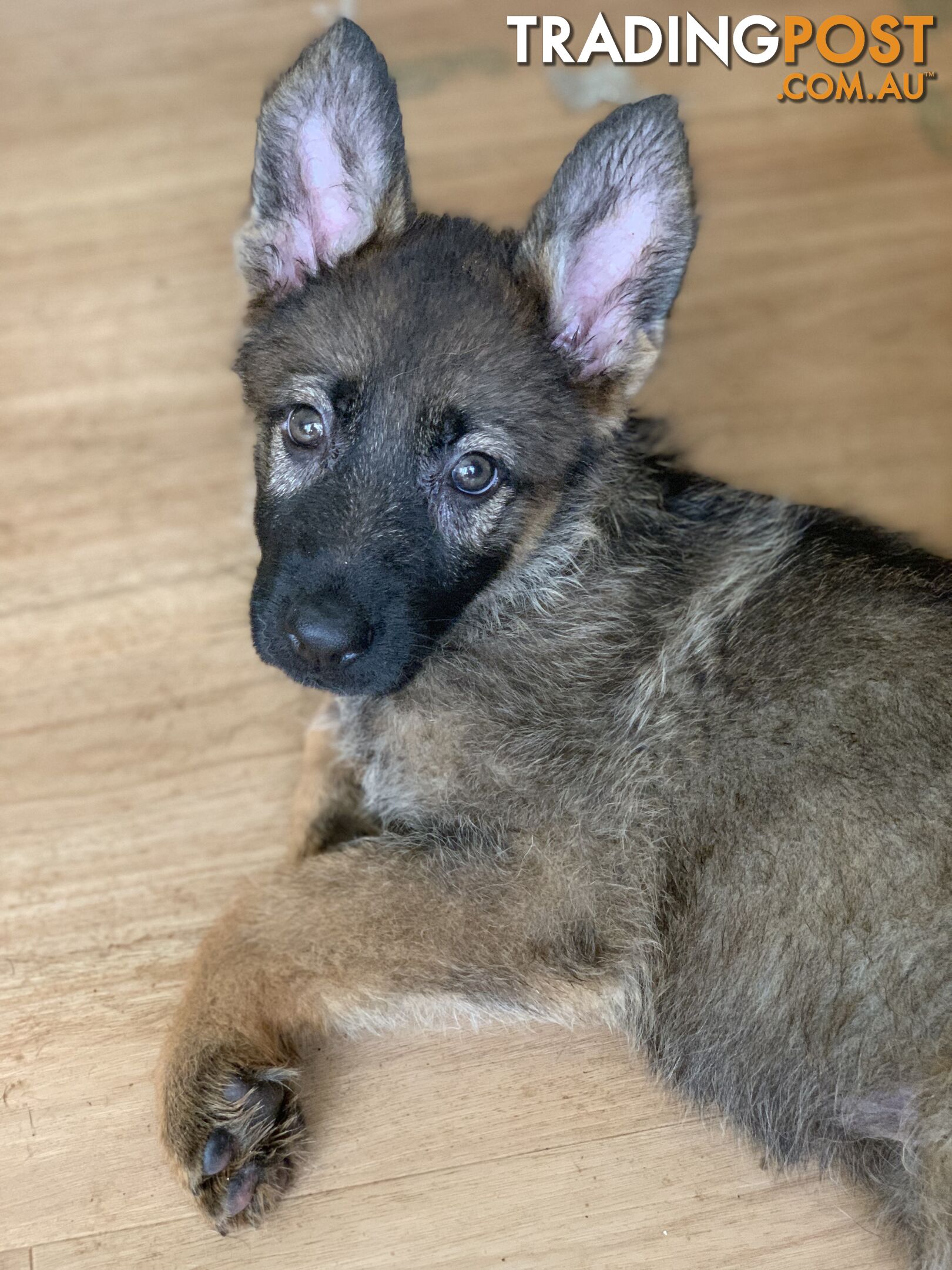 7 beautiful sable/black and tan puppies to new home