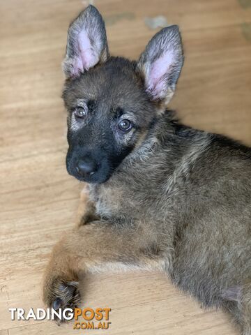 7 beautiful sable/black and tan puppies to new home