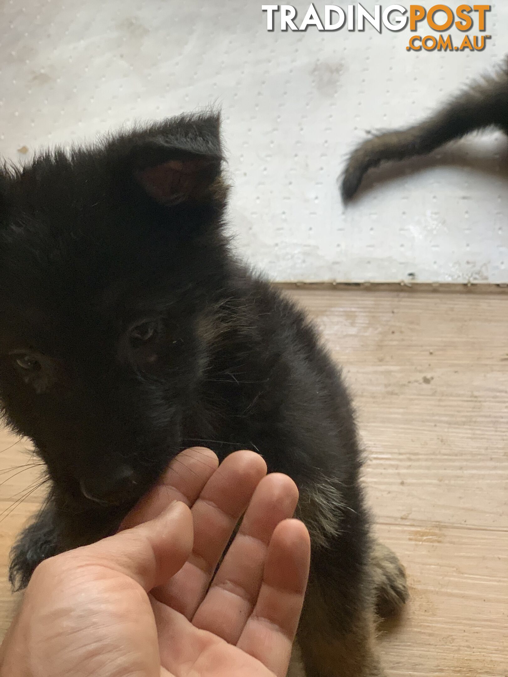 7 beautiful sable/black and tan puppies to new home