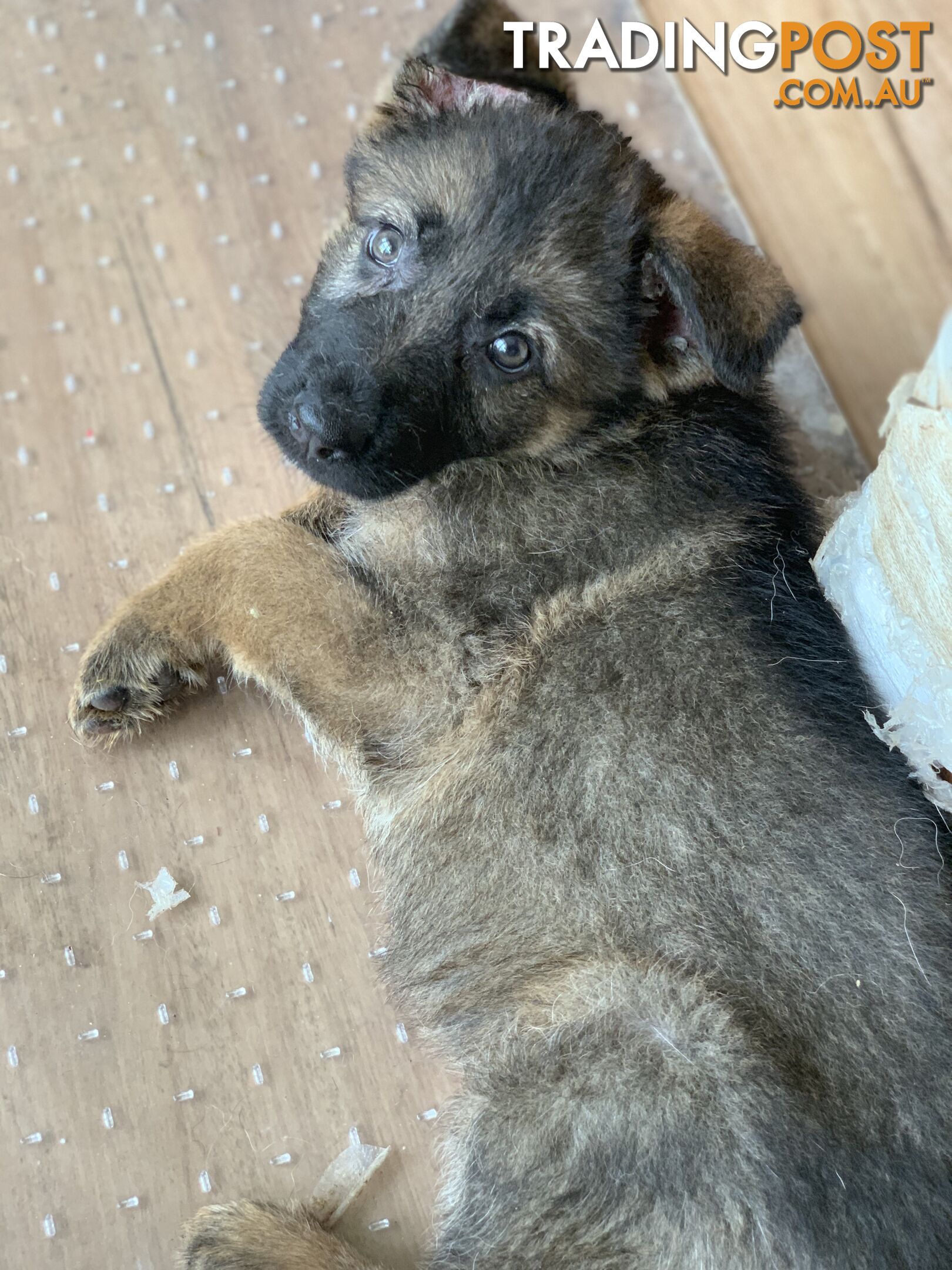 7 beautiful sable/black and tan puppies to new home