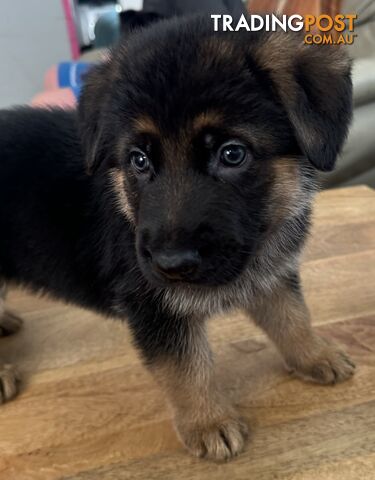 German Shepherd  pups