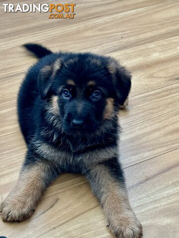 German Shepherd  pups