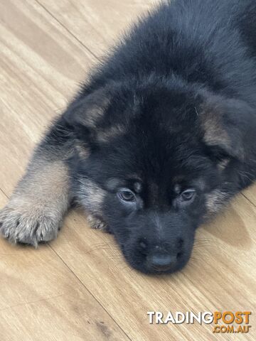 German Shepherd  pups