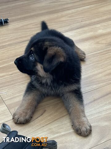 German Shepherd  pups