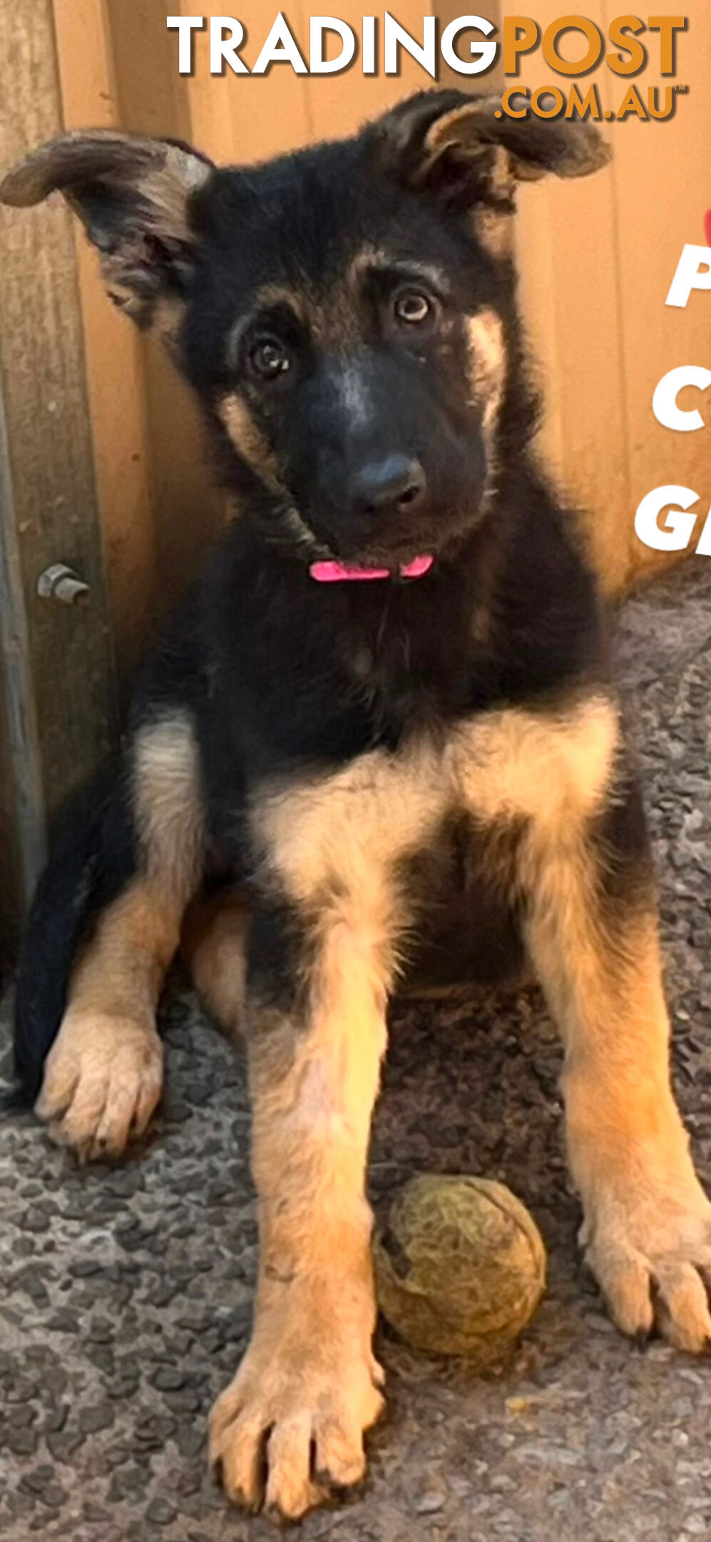 German shepherd puppies