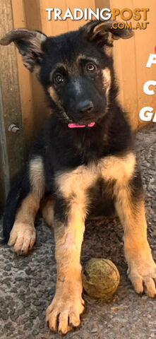 Pedigree German shepherd puppies