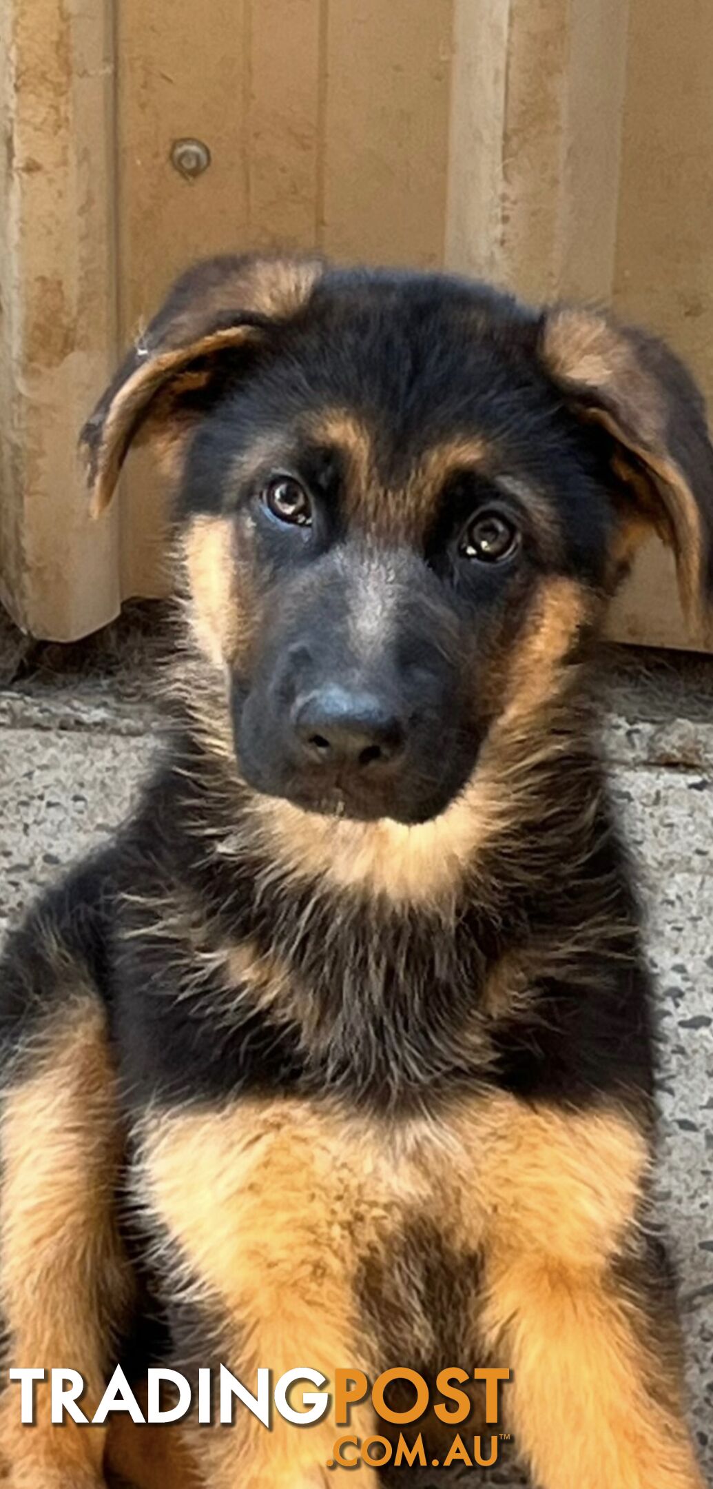 German shepherd puppies