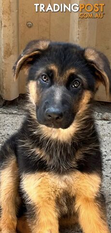 Pedigree German shepherd puppies