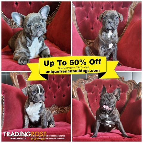 Trading post best sale french bulldog