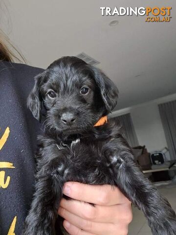 Mini Schnoodle puppies