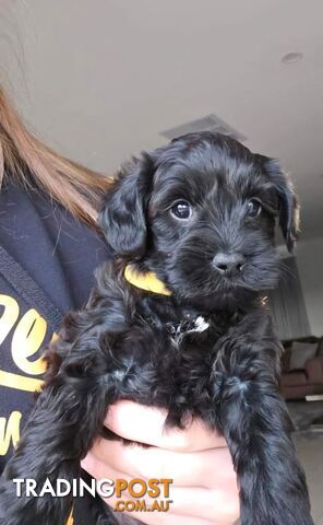 Mini Schnoodle puppies