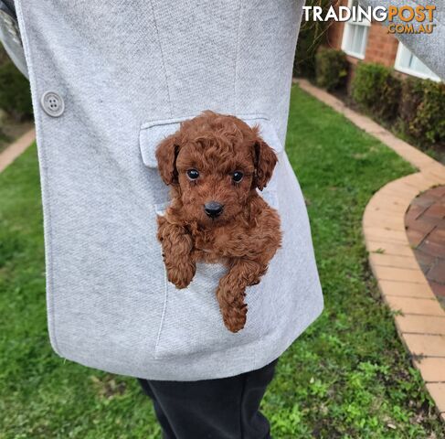 Toy Cavoodle Puppies
