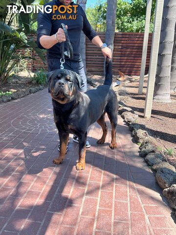 Rottweiler Stud Service