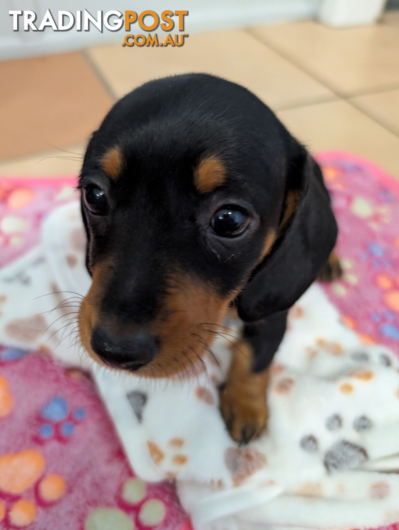 Dachshund/Sausage dog Puppies